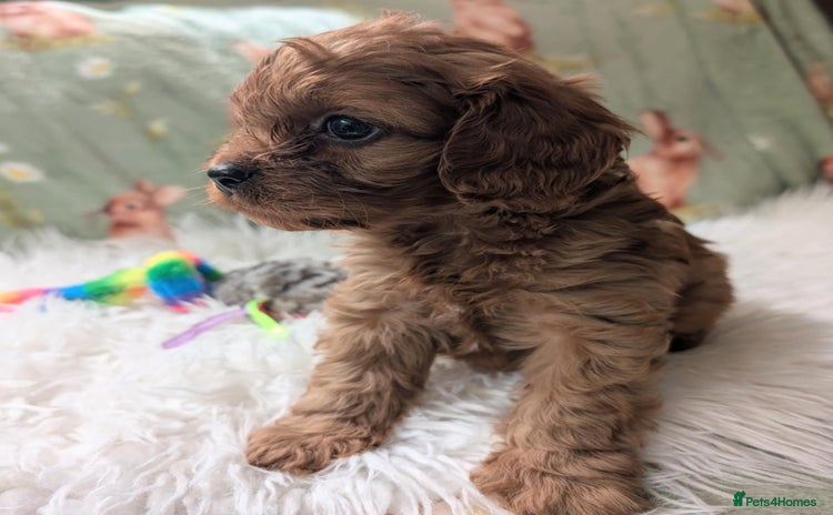 Cavapoo dogs - Advert 4