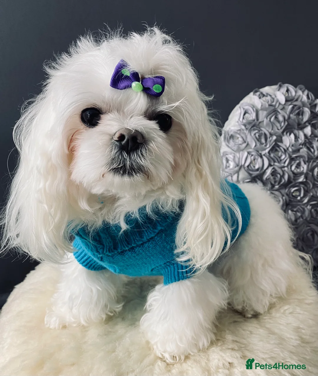 Maltese dogs for stud: 🌟Stunning KC Reg Korean Maltese boy for STUD in Waltham Cross - Advert 7