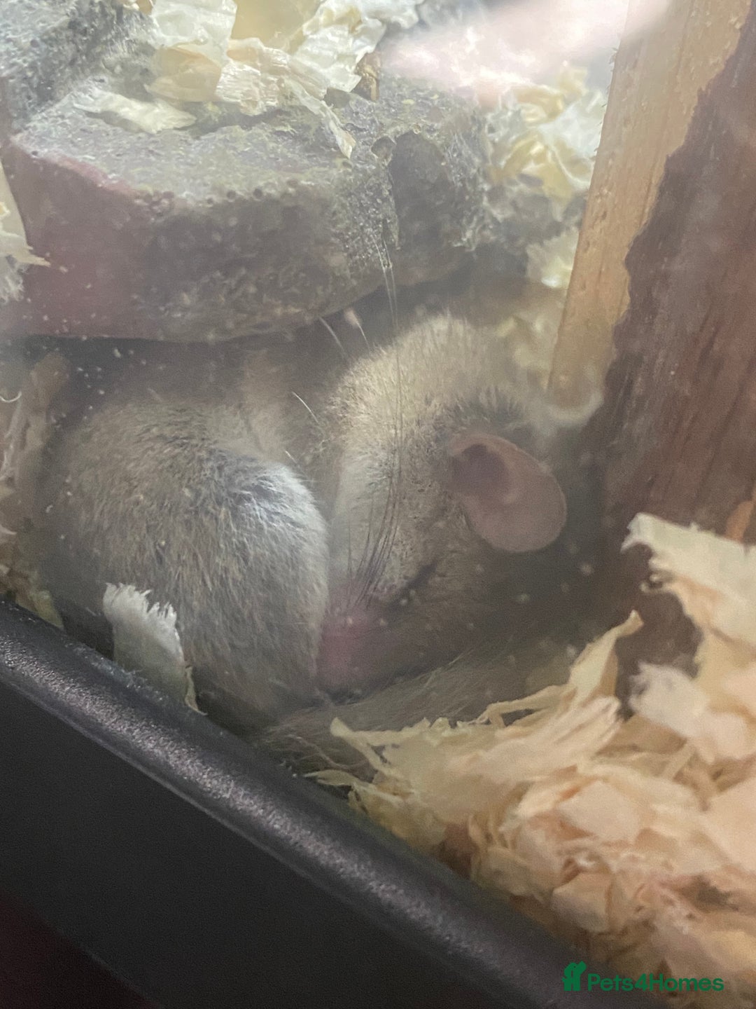 Mouse rodents for sale: 10 weeks old baby squirrels - Image 5