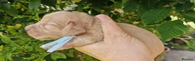 Miniature Dachshund Puppy 2 baby blue