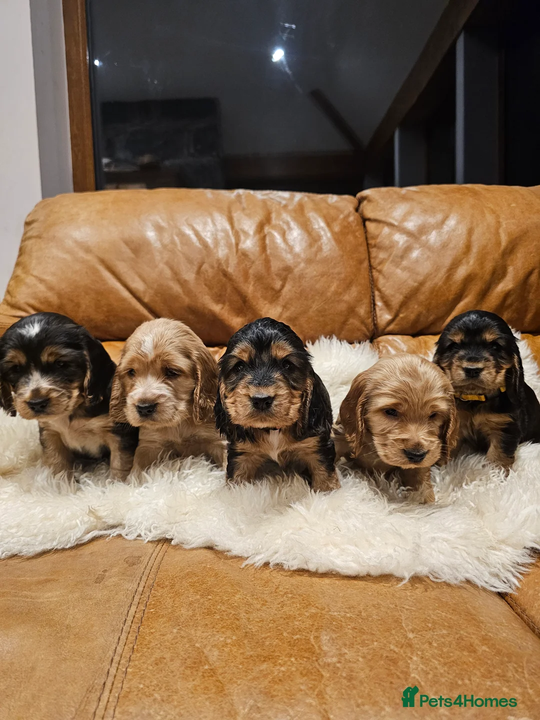 Cocker Spaniel dogs for sale: 5* Show Type Cocker Spaniels Villaspaniol Lines - Advert 16