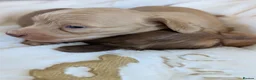 Miniature Dachshund dogs for sale: Beautiful boys - Advert 7