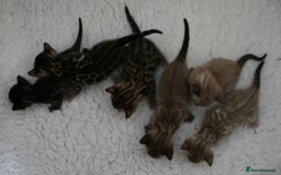 Bengal cats for sale: TICA Registered Bengal Kittens–Ready Nov 2025 🐾 - Image 3