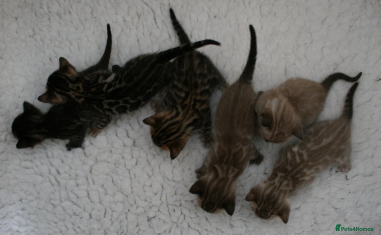 Bengal cats - Advert 6