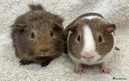 Guinea Pig rodents for sale: Gorgeous Guinea Pigs  - Image 4
