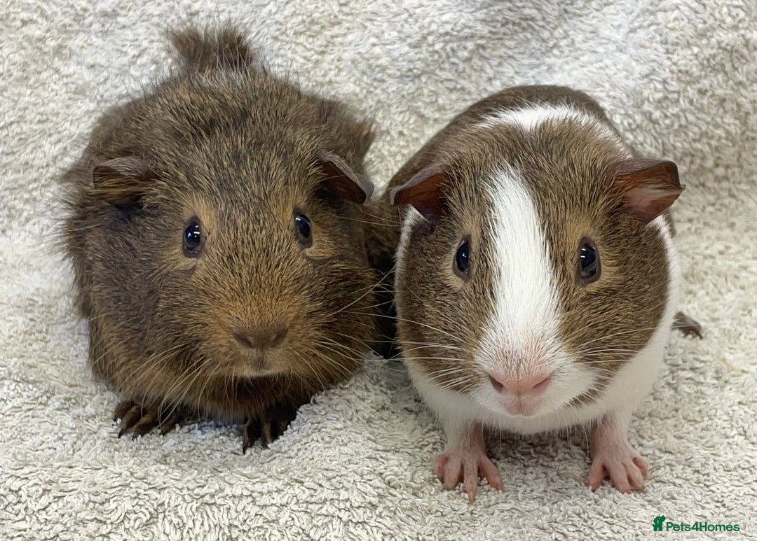 Guinea Pig rodents for sale: Gorgeous Guinea Pigs  - Image 4