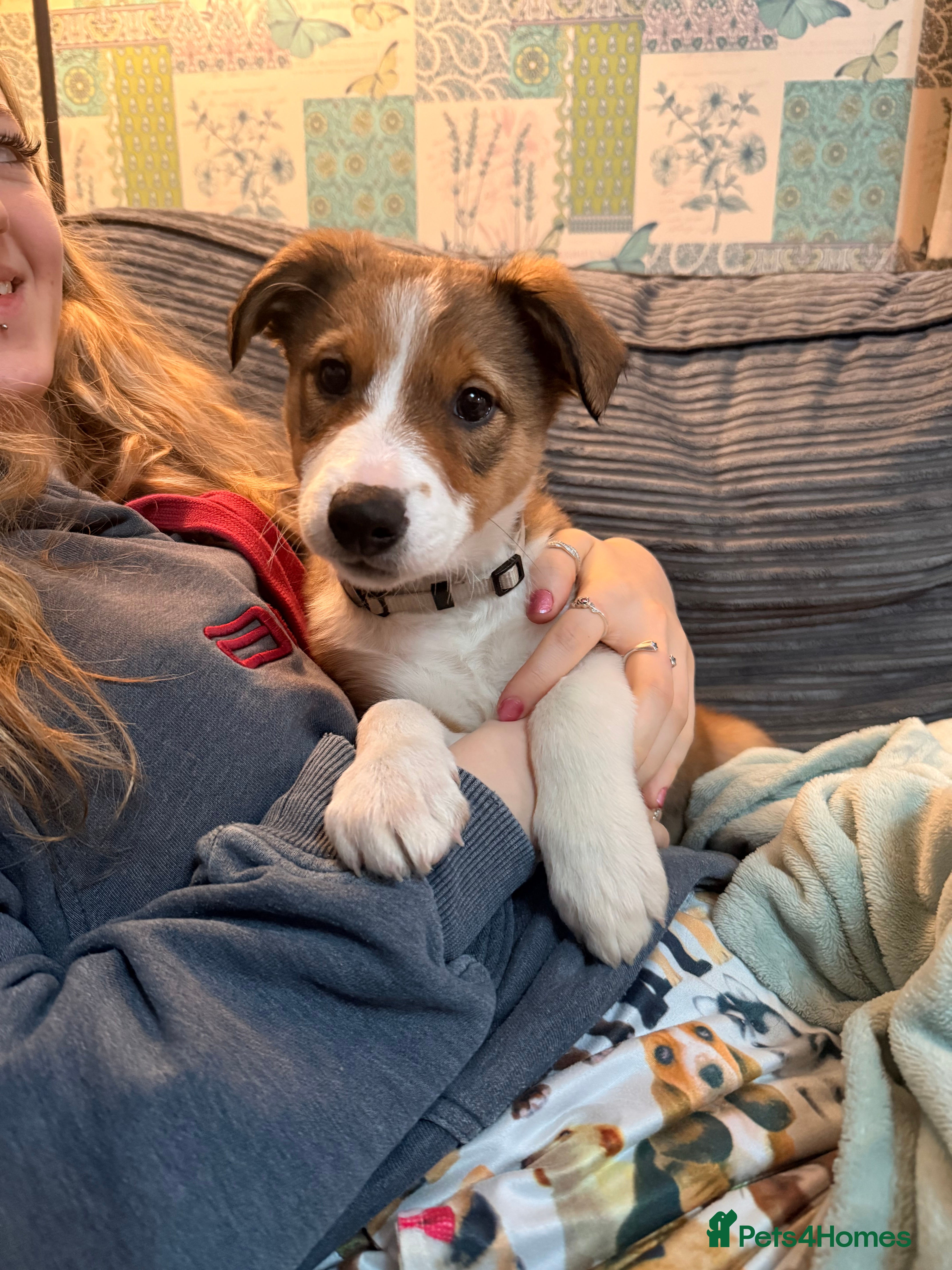 Mixed Breed dogs #LAST GIRL# Border collie X Welsh collie pups - Advert 3