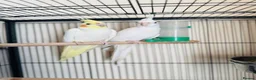 Ringnecks birds for sale: Indian Ringnec, male and female  in London - Advert 5
