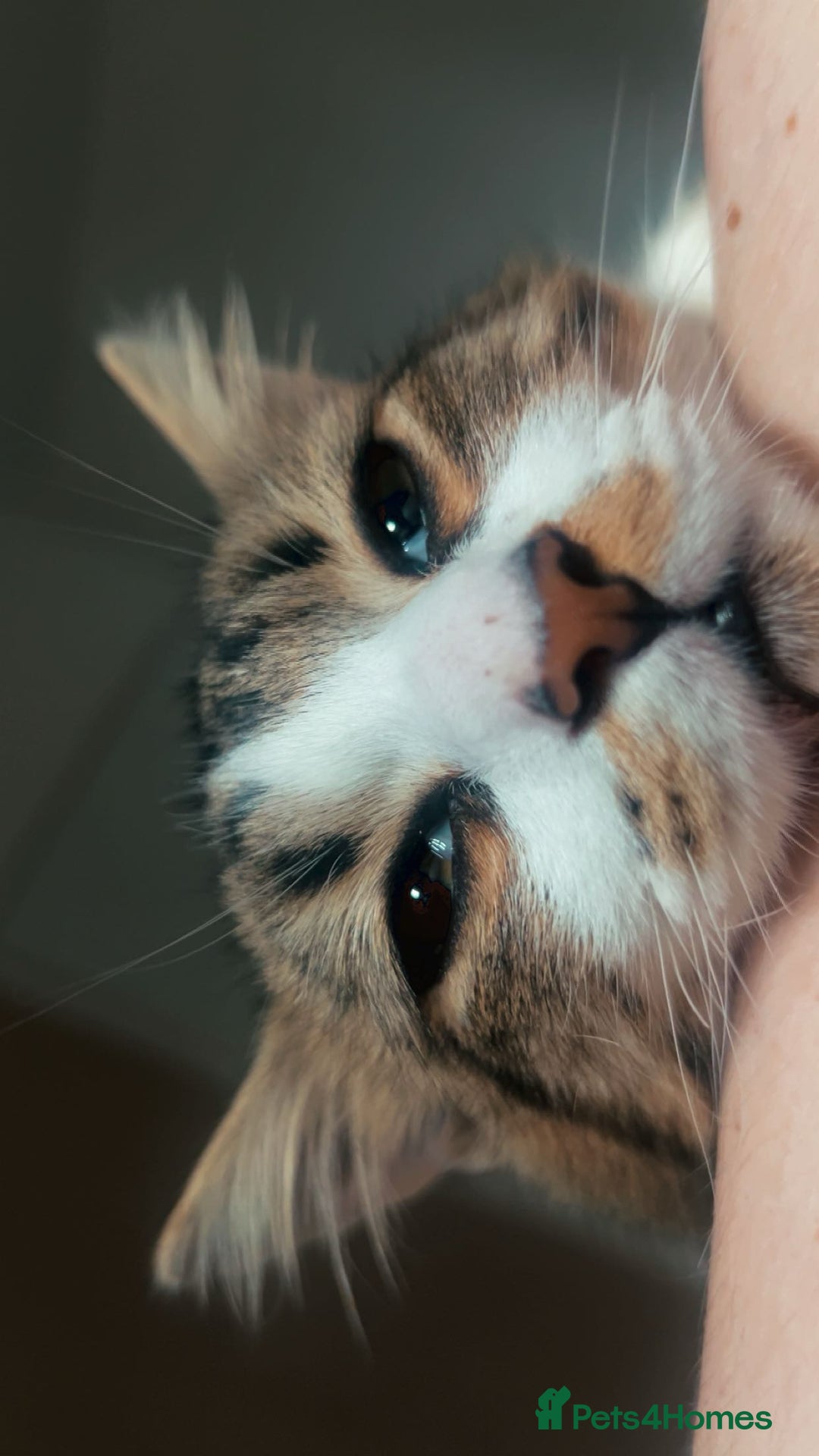 Mixed Breed cats for sale: Cat Looking For New Home ❤️ - Advert 2