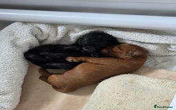 Cockapoo dogs for sale: 1 Beautiful Fox Red Boy Cockapoo Left  - Advert 6