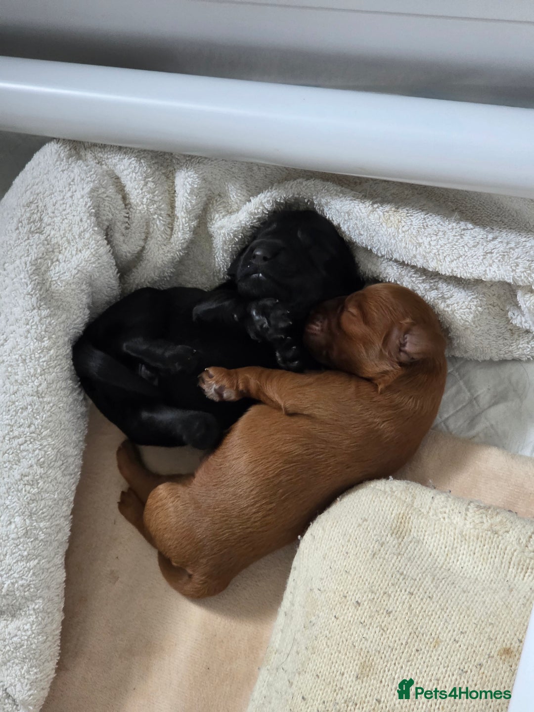 Cockapoo dogs for sale: 1 Beautiful Fox Red Boy Cockapoo Left  - Advert 6