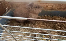 English Lop rabbits for sale: rabbits for sale ready to go  - Image 3