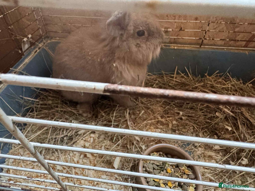 English Lop rabbits for sale: rabbits for sale ready to go  - Image 3