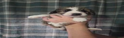 Mixed Breed dogs for sale: Beautiful Bordoodle Puppies from family home - Advert 4