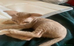 Sphynx cats for sale: Nice Sphinx kitten  - Image 4