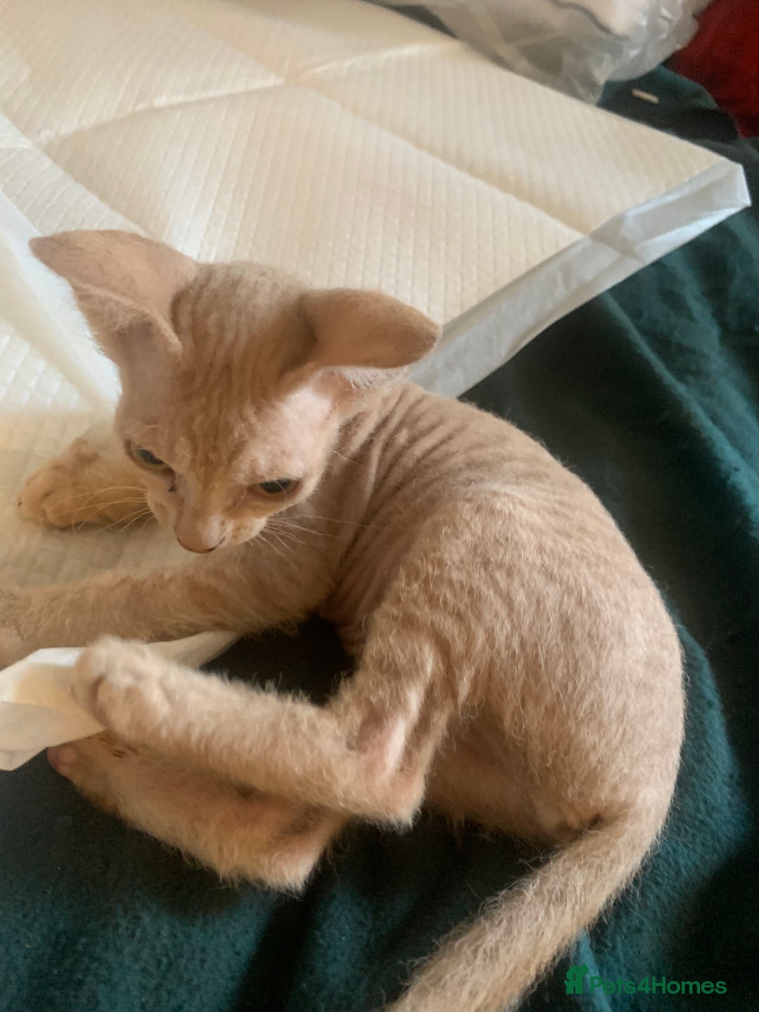 Sphynx cats for sale: Nice Sphinx kitten  - Image 4