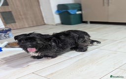 Mixed Breed dogs for adoption: Small playful girl needs a home with another dog - Image 7