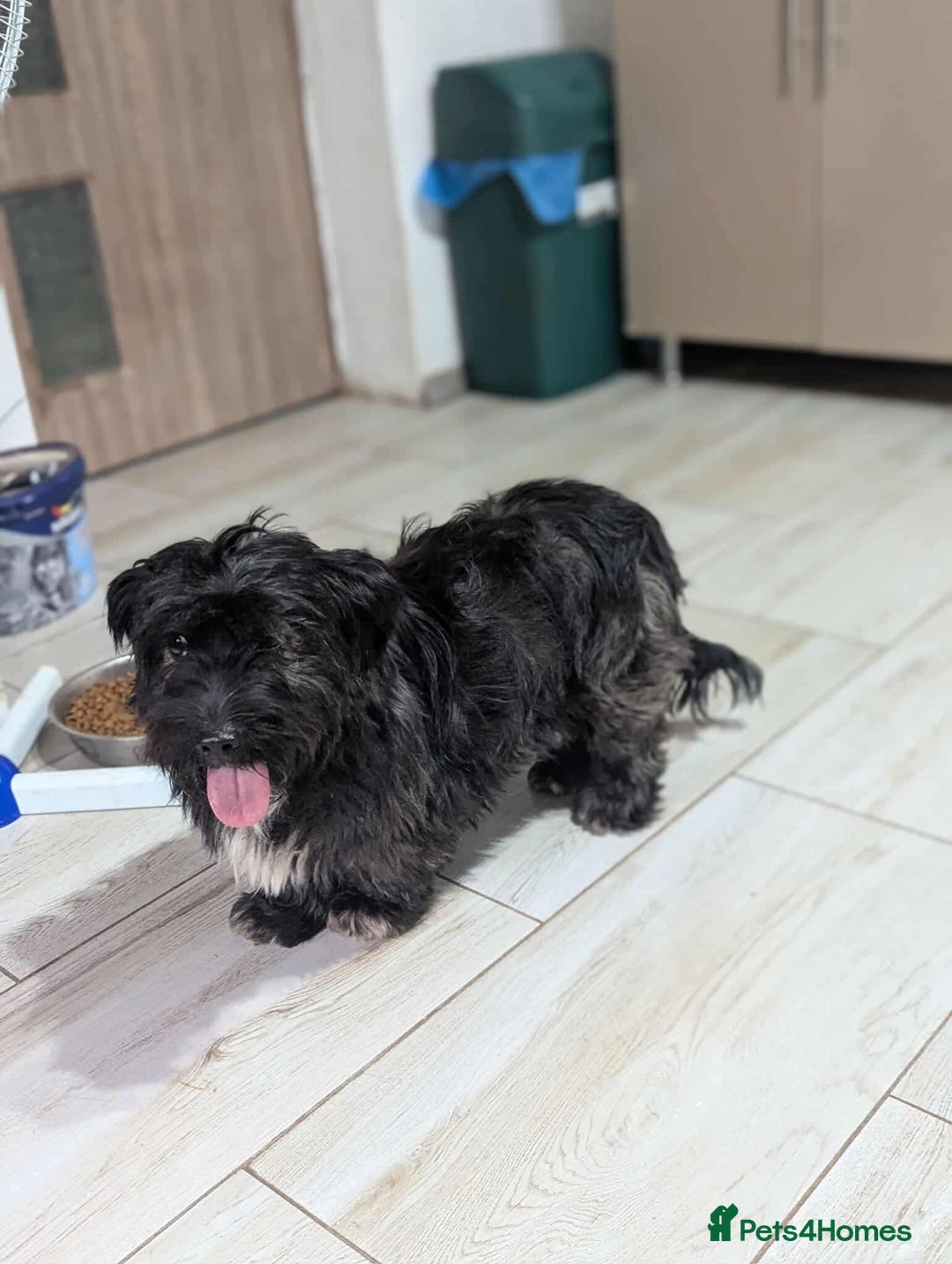 Mixed Breed dogs for adoption: Small playful girl needs a home with another dog - Image 7