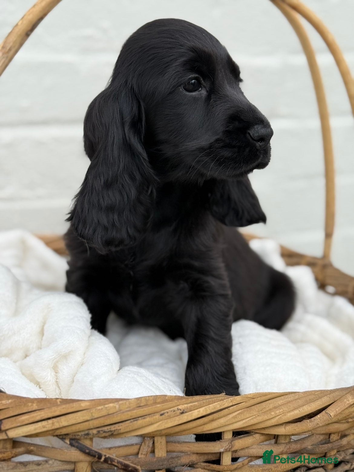 Cocker Spaniel dogs Show Cocker Spaniel Puppy’s  - Advert 3