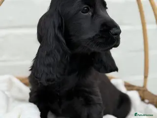 Cocker Spaniel dogs Show Cocker Spaniel Puppy’s - Advert 3