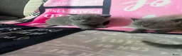 British Shorthair cats for sale: Amazing British shorthair kittens!!!… in Grays - Advert 26