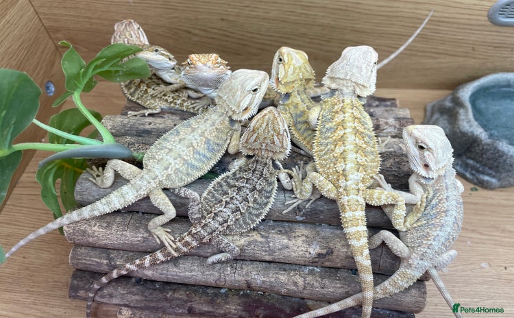 Bearded Dragon reptiles - Advert 7