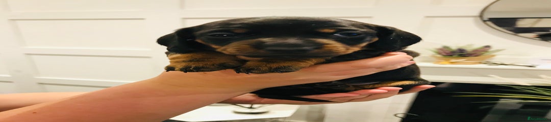Miniature Dachshund Puppy 3