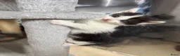 Mixed Breed cats for sale: Stunning 5 week old kittens  - Advert 15