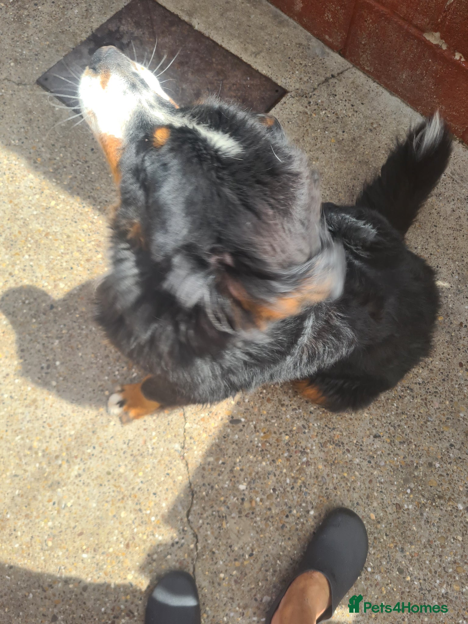 Bernese Mountain Dog dogs for sale: Bernese Mountain Dog  in Nottingham - Advert 2