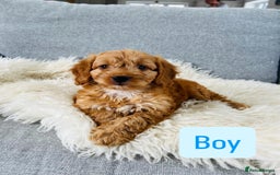 Cockapoo dogs for sale: Beautiful F1 Red/Golden Cockapoo Puppies - Image 15