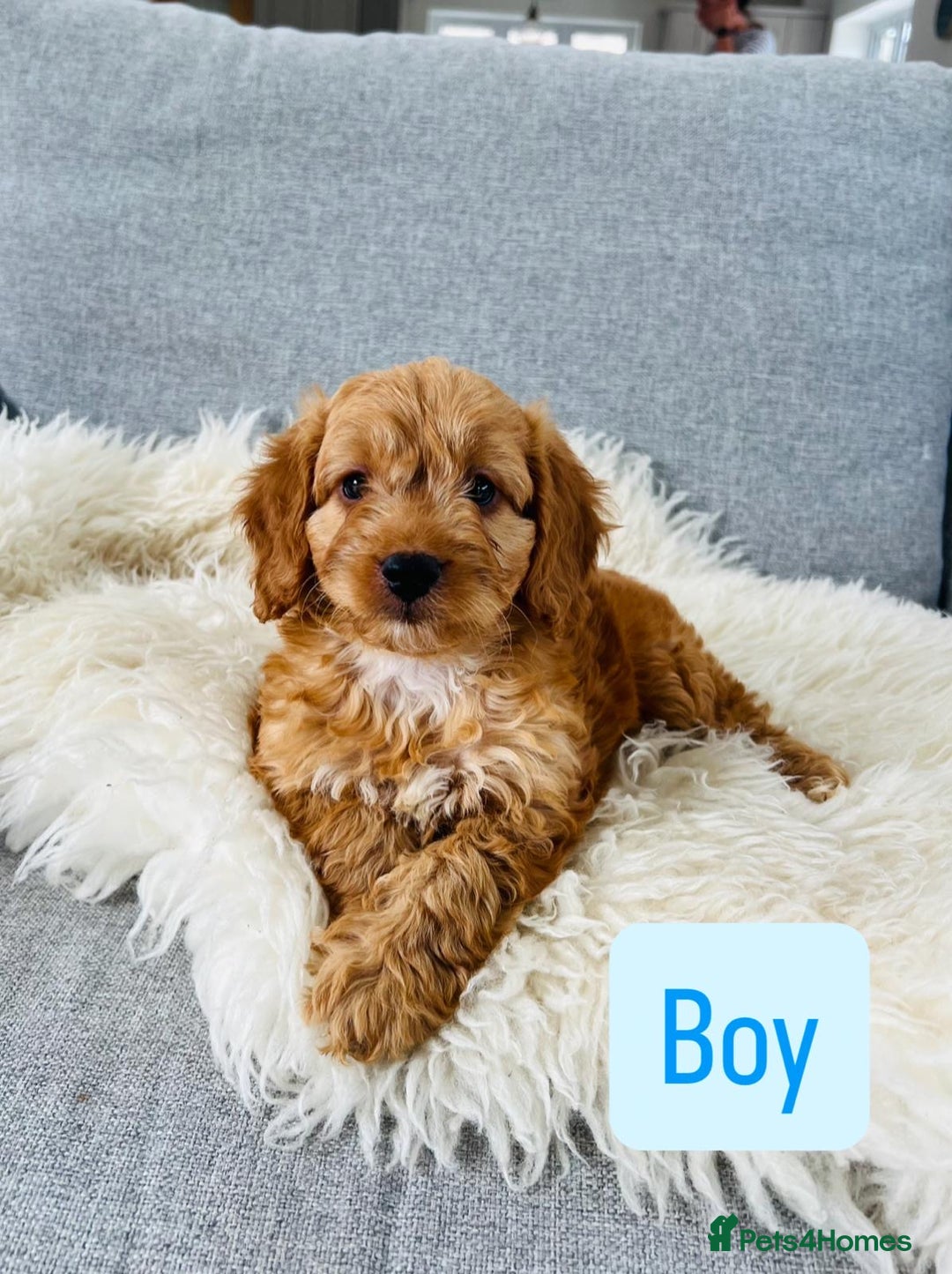 Cockapoo dogs for sale: Beautiful F1 Red/Golden Cockapoo Puppies - Image 15