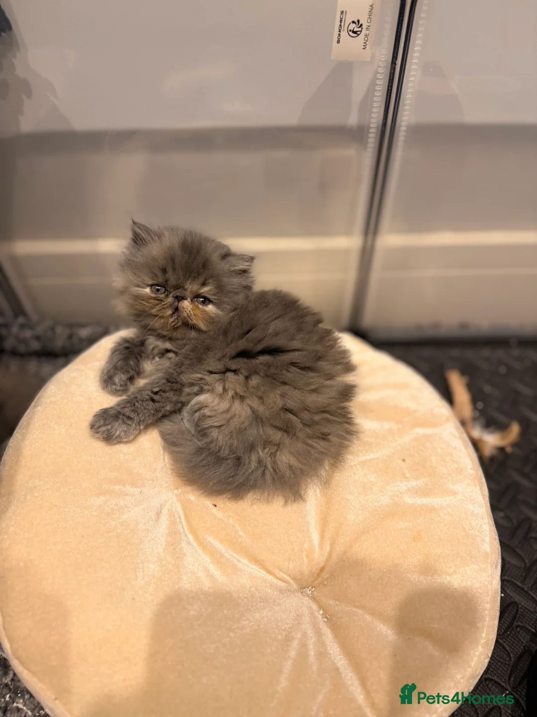 Persian cats for sale: GCCF Registered Blue Persian Kittens  - Advert 6
