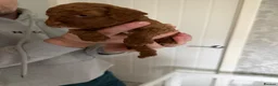 Cavapoo dogs for sale: F1b cavapoos health tested parents - Advert 8