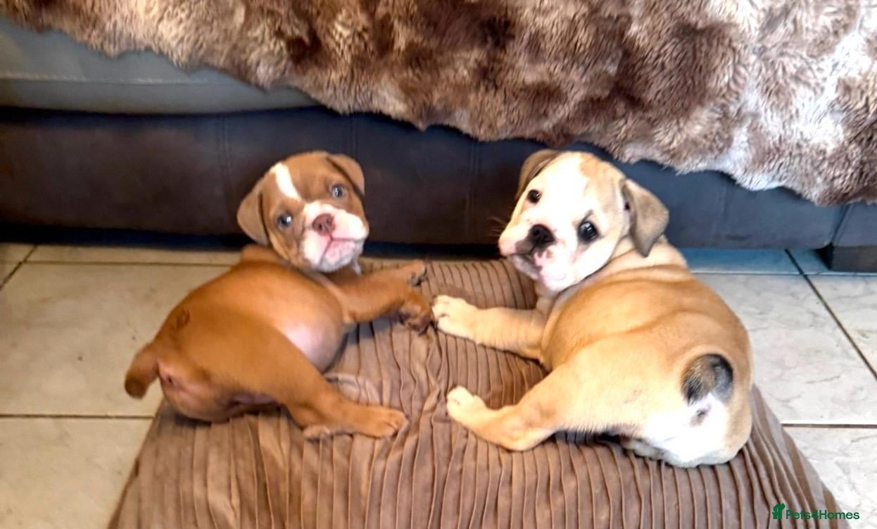 English Bulldog dogs English bulldog puppies  - Advert 5