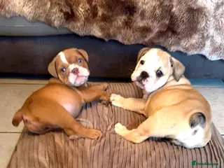 English Bulldog dogs English bulldog puppies - Advert 1