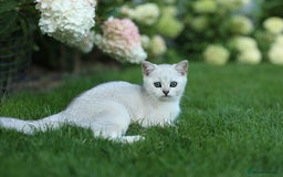 Scottish Fold cats for sale: Last Boy very good price!as we're going in holiday - Image 2