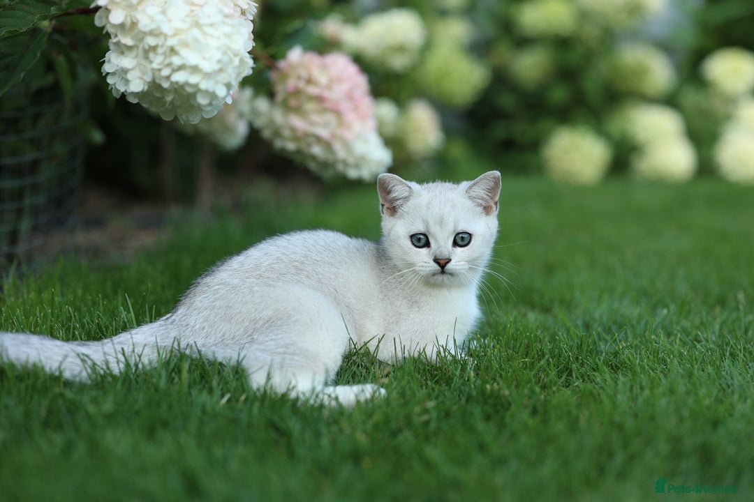 Scottish Fold cats for sale: Last Boy very good price!as we're going in holiday - Image 2