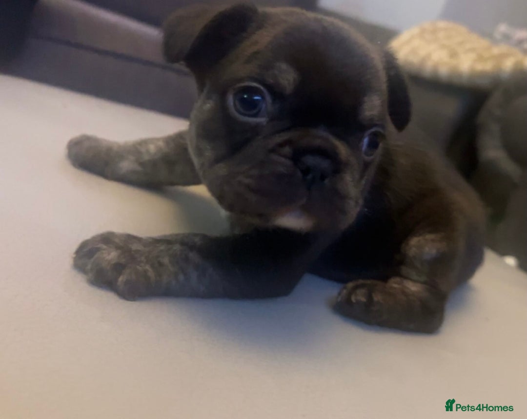 French Bulldog dogs for sale: French bulldogs reduced  ❤️  - Advert 1