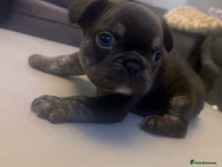 French Bulldog dogs French bulldogs reduced ❤️ - Advert 4