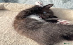 Mixed Breed cats for sale: Half british shorthair kitten - Image 13