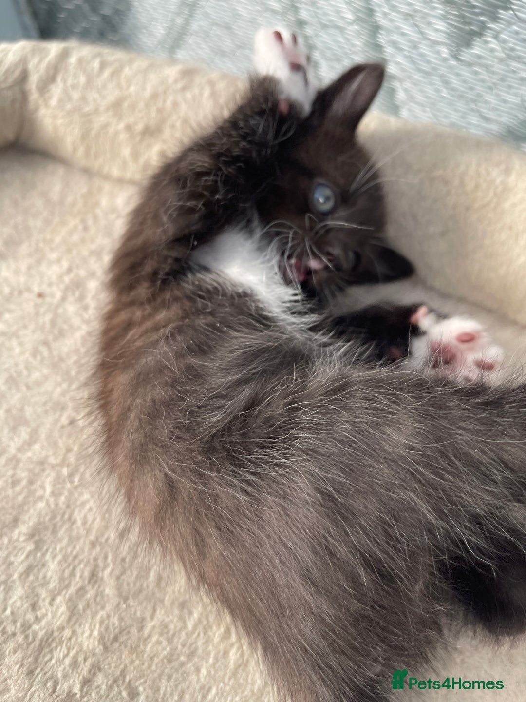 Mixed Breed cats for sale: Half british shorthair kitten - Image 13