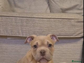 Mixed Breed dogs English bulldog cross ready now - Advert 3