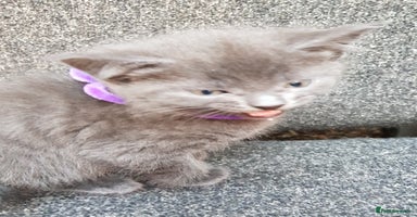 Mixed Breed cats - Advert 3