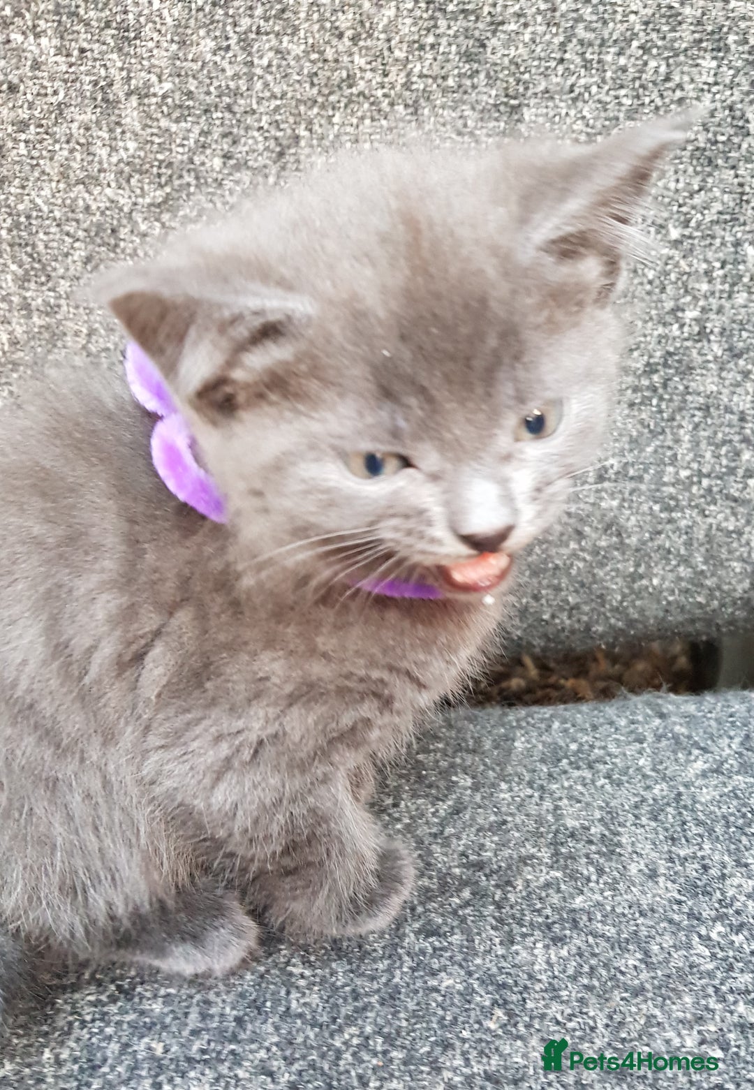 Mixed Breed cats for sale: Grey kittens  - Image 2
