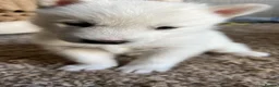 Utonagan dogs for sale: Malamute/Siberian Husky puppies in Swindon - Advert 5