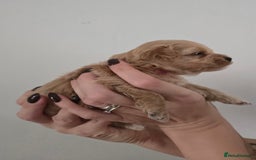 Maltipoo dogs for sale: F1 maltipoo's from health tested parents 1 Girl  - Image 5