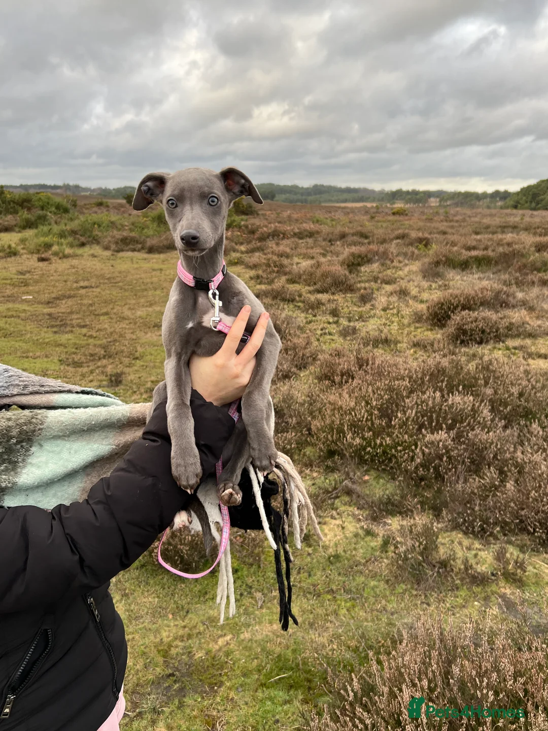 Whippet dogs for sale: KC reg blue whippet female - Advert 1