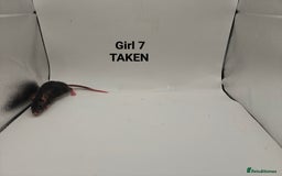 Rat rodents for sale: OCT: 32 Rats (7 Rats: 4 Boys, 3 Girls Left) - Advert 18