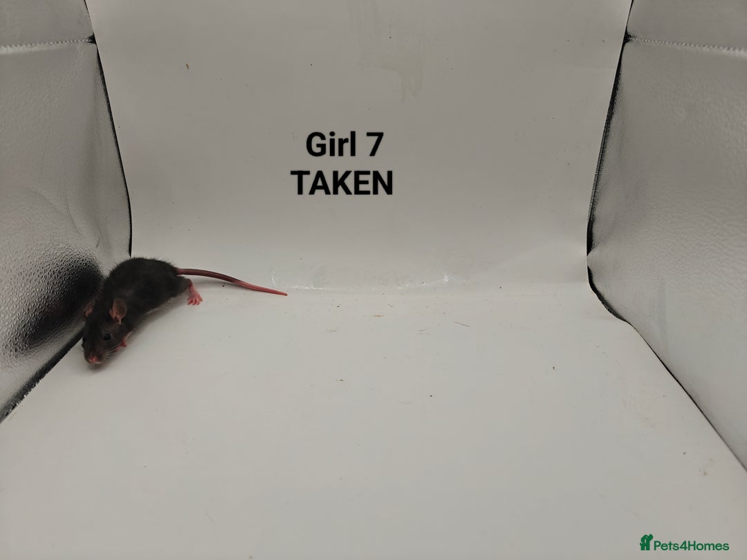 Rat rodents for sale: OCT: 32 Rats (7 Rats: 4 Boys, 3 Girls Left) - Advert 18