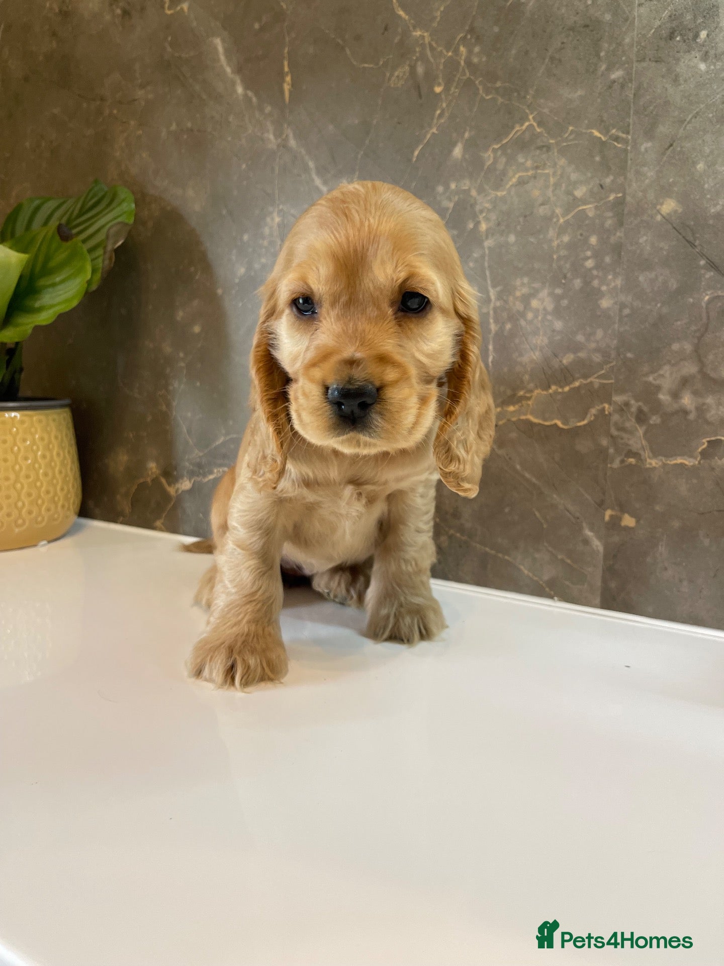 Cocker Spaniel dogs KC Registered Show Cocker Spaniels - Advert 1